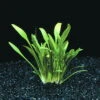 Zwerg-Wasserkelch / Cryptocoryne Parva -Wfw Wasserflora T106T 1 1