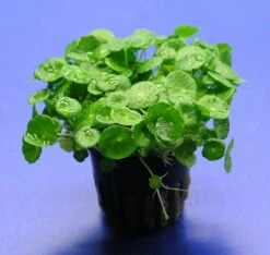 Amerikanischer Wassernabel / Hydrocotyle Verticillata