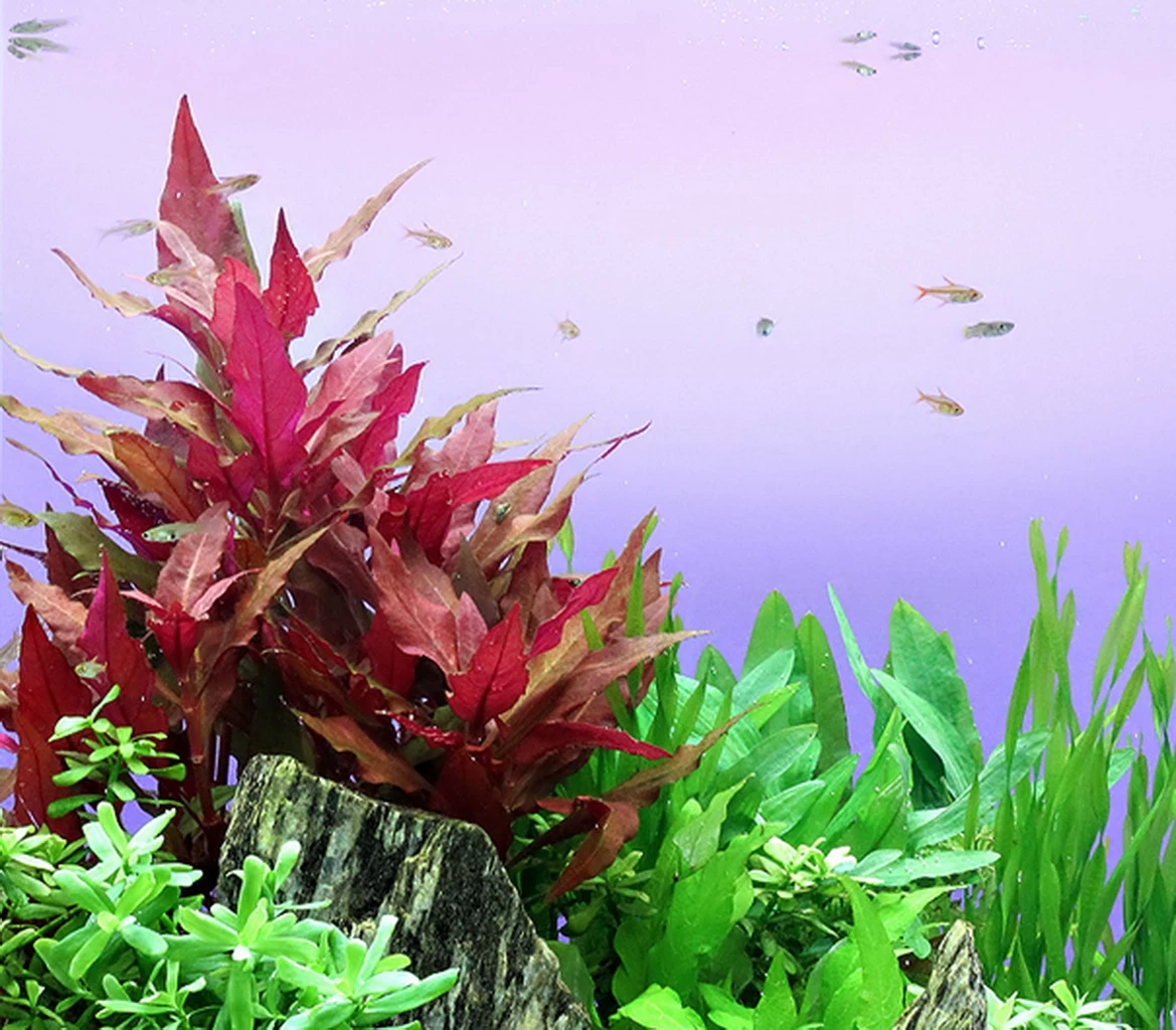 Breitblättriges, rotes Papageienblatt / Alternanthera reineckii ROT Breitblättriges, Rotes Papageienblatt / Alternanthera Reineckii ROT -Wfw Wasserflora T107DE 1 1