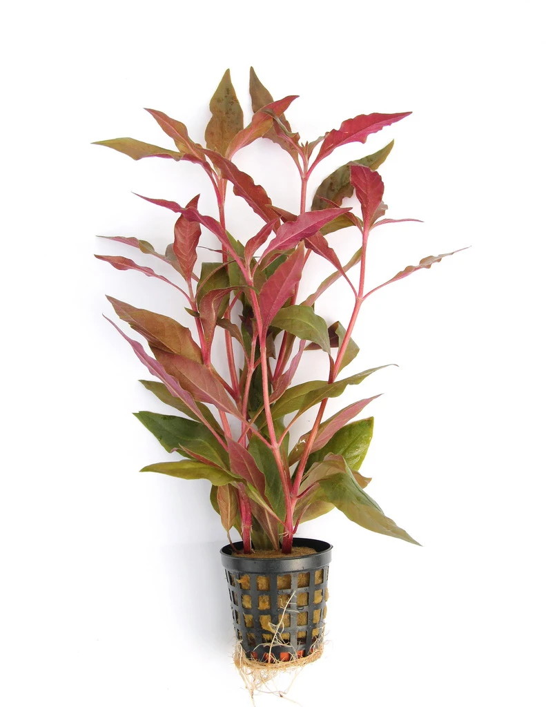 Breitblättriges, rotes Papageienblatt / Alternanthera reineckii ROT Breitblättriges, Rotes Papageienblatt / Alternanthera Reineckii ROT -Wfw Wasserflora T107DE 1 4