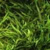 Willi's Wasserkelch / Cryptocoryne X Willisii "nevillii" -Wfw Wasserflora T107 T 1 2