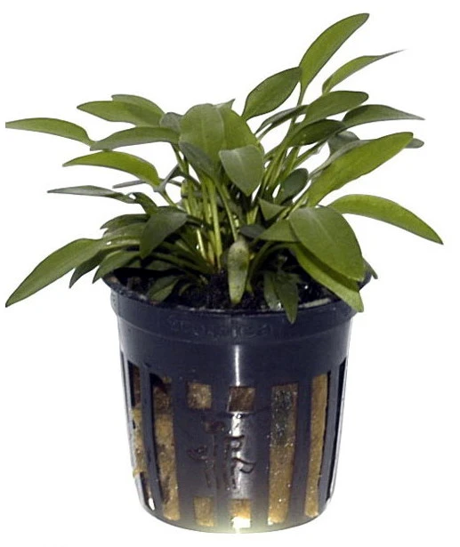 Willi's Wasserkelch / Cryptocoryne x willisii "nevillii" Willi's Wasserkelch / Cryptocoryne X Willisii "nevillii" -Wfw Wasserflora T107 T 1 4