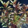 Rote Stern-Ludwigie / Ludwigia Glandulosa Peruensis Im Topf -Wfw Wasserflora T10880ST 1 1