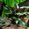 Petchs Wasserkelch / Cryptocoryne Beckettii ''petchii'' -Wfw Wasserflora T108A T 1 2