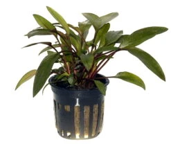 Petchs Wasserkelch / Cryptocoryne Beckettii ''petchii'' 3 Petchs Wasserkelch / Cryptocoryne Beckettii ''petchii'' -Wfw Wasserflora T108A T 1 4