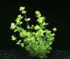 Rundblättriges Perlenkraut / Micranthemum Umbrosum