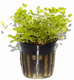 Rundblättriges Perlenkraut / Micranthemum Umbrosum 4 Rundblättriges Perlenkraut / Micranthemum Umbrosum -Wfw Wasserflora T10905ST 1 4