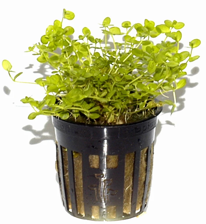 Rundblättriges Perlenkraut / Micranthemum umbrosum Rundblättriges Perlenkraut / Micranthemum Umbrosum -Wfw Wasserflora T10905ST 1 4