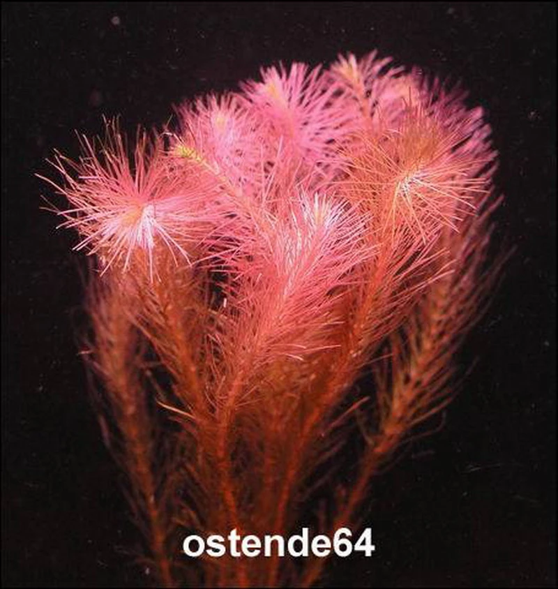 Rotes Mooskraut / Rotala wallichii im Topf Rotes Mooskraut / Rotala Wallichii Im Topf -Wfw Wasserflora T10912ST 1 1