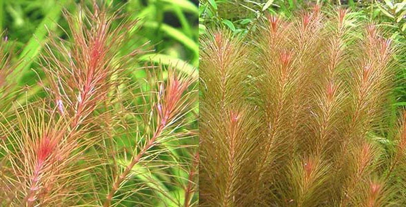 Rotes Mooskraut / Rotala wallichii im Topf Rotes Mooskraut / Rotala Wallichii Im Topf -Wfw Wasserflora T10912ST 1 2