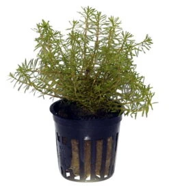 Rotes Mooskraut / Rotala Wallichii Im Topf 4 Rotes Mooskraut / Rotala Wallichii Im Topf -Wfw Wasserflora T10912ST 1 3