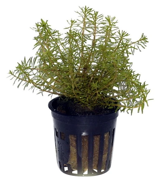 Rotes Mooskraut / Rotala wallichii im Topf Rotes Mooskraut / Rotala Wallichii Im Topf -Wfw Wasserflora T10912ST 1 3