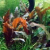 Grosser, Brauner Wasserkelch MiOya / Cryptocoryne Wendtii 'Mi Oya' 1 Grosser, Brauner Wasserkelch MiOya / Cryptocoryne Wendtii 'Mi Oya' -Wfw Wasserflora T109D T 1 1