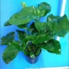 MUTTERPFLANZE Breitblättriges Speerblatt / Anubias Barteri Var. Barteri -Wfw Wasserflora T11801ST 1 1
