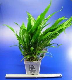 Titelseite -Wfw Wasserflora T11950ST 1 2