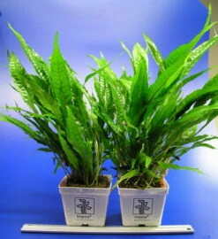 MUTTERPFLANZE Javafarn / Microsorum Pteropus -Wfw Wasserflora T11950ST 1 3