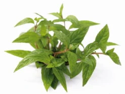 *** NEUHEIT *** Staurogyne Spec. 'Porto Velho'