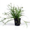 Kriechende Binse / Juncus Repens Im Topf 1 Kriechende Binse / Juncus Repens Im Topf -Wfw Wasserflora T133T 1 1