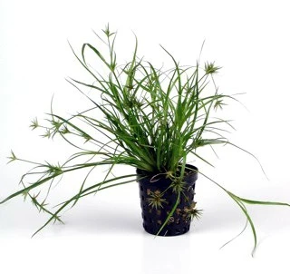 Kriechende Binse / Juncus repens im Topf Kriechende Binse / Juncus Repens Im Topf -Wfw Wasserflora T133T 1 1