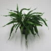 MUTTERPFLANZE Mini Javafarn / Microsorum Pteropus 'Short Narrow Leaf' - Rarität -Wfw Wasserflora T1516SG 1 1