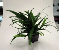 MUTTERPFLANZE Schmalblättriges Javafarn / Microsorum Pteropus Narrow