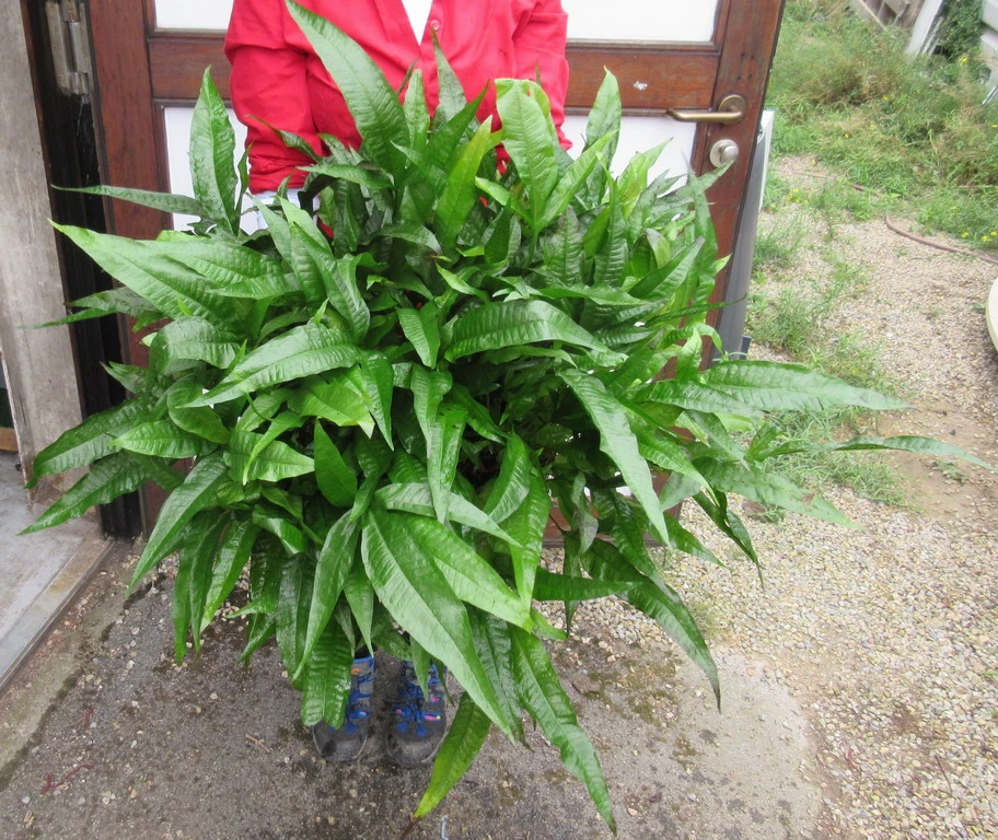 GIGANT MUTTERPFLANZE Javafarn / Microsorum pteropus GIGANT MUTTERPFLANZE Javafarn / Microsorum Pteropus -Wfw Wasserflora T1550SG 1 1