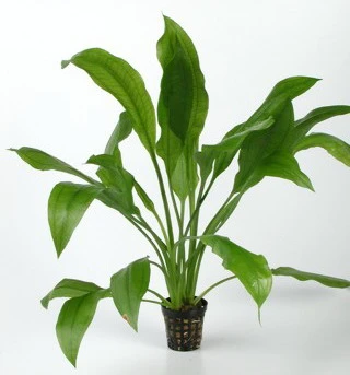 Schmalblättrige Amazonas-Schwertpflanze / Echinodorus amazonicus Schmalblättrige Amazonas-Schwertpflanze / Echinodorus Amazonicus -Wfw Wasserflora T169W 1