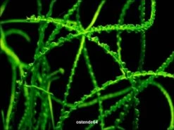 Dauerwellen-Hakenlilie / Crinum Calamistratum