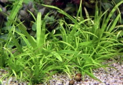 Breites Pfeilkraut / Sagittaria Platyphyla Im Topf