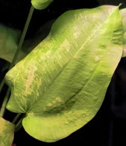 Titelseite -Wfw Wasserflora T190W 1 3