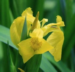 Wasserschwertlilie Oder Sumpfiris / Iris Pseudacorus Im 9x9 Cm Topf -Wfw Wasserflora T20433ST 1 3