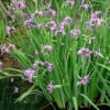 Amerikanische Sumpfschwertlilie / Iris Versicolor Im 9x9 Cm Topf -Wfw Wasserflora T20435ST 1 1