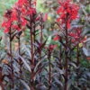 Rote Wasserlobelie / Lobelia Fulgens Queen Victoria Im 9x9 Cm Topf -Wfw Wasserflora T20451ST 1 2
