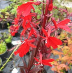 Rote Wasserlobelie / Lobelia Fulgens Queen Victoria Im 9x9 Cm Topf -Wfw Wasserflora T20451ST 1 4