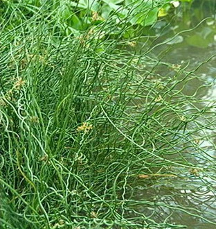 Korkenzieherbinse / Juncus Effusus Spiralis im 9x9 cm Topf Korkenzieherbinse / Juncus Effusus Spiralis Im 9x9 Cm Topf -Wfw Wasserflora T20463ST 1 2