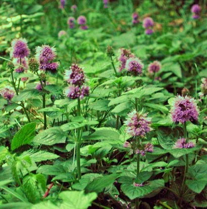 Wasserminze / Mentha Aquatica im 9x9 cm Topf Wasserminze / Mentha Aquatica Im 9x9 Cm Topf -Wfw Wasserflora T20510ST 1 2