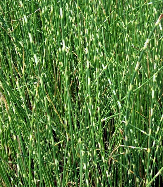 Zebrasimse / Scirpus Tabernaemontani Zebrinus im 9x9 cm Topf Zebrasimse / Scirpus Tabernaemontani Zebrinus Im 9x9 Cm Topf -Wfw Wasserflora T20601ST 1 2