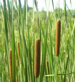 Schmalblättriger Rohrkolben / Typha Angustifolia Im 9x9 Cm Topf -Wfw Wasserflora T20660ST 1 2