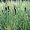 Breitblättriger Rohrkolben / Typha Latifolia Im 9x9 Cm Topf