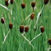 Zwergrohrkolben / Typha Minima Im 9x9 Cm Topf -Wfw Wasserflora T20662ST 1 1