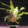 Gewellter Wasserkelch / Cryptocoryne Undulata -Wfw Wasserflora T223OK 1 1