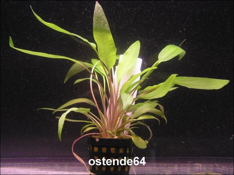 Gewellter Wasserkelch / Cryptocoryne undulata Gewellter Wasserkelch / Cryptocoryne Undulata -Wfw Wasserflora T223OK 1 1