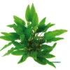 Grüner Wasserkelch / Cryptocoryne Wendtii Grün 1 Grüner Wasserkelch / Cryptocoryne Wendtii Grün -Wfw Wasserflora T226OK 1 1