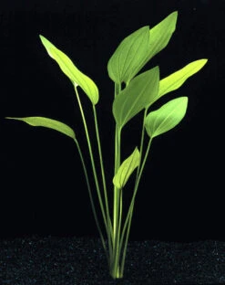 MUTTERPFLANZE DER WOCHE Echinodorus / Schwertpflanze -Wfw Wasserflora T301wf 1 4