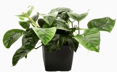 MUTTERPFLANZE DER WOCHE Anubias / Speerblatt MUTTERPFLANZE DER WOCHE Anubias / Speerblatt -Wfw Wasserflora T302wf 1 3