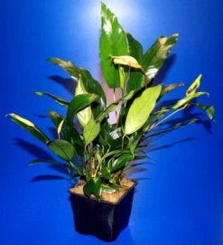 MUTTERPFLANZE DER WOCHE Anubias / Speerblatt 3 MUTTERPFLANZE DER WOCHE Anubias / Speerblatt -Wfw Wasserflora T302wf 1 4