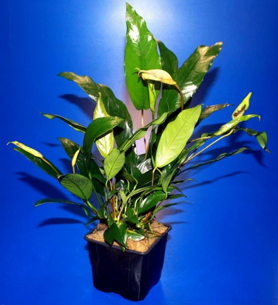 MUTTERPFLANZE DER WOCHE Anubias / Speerblatt MUTTERPFLANZE DER WOCHE Anubias / Speerblatt -Wfw Wasserflora T302wf 1 4