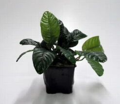 MUTTERPFLANZE DER WOCHE Anubias / Speerblatt 4 MUTTERPFLANZE DER WOCHE Anubias / Speerblatt -Wfw Wasserflora T302wf 1 5