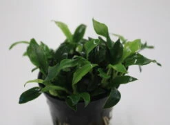 Pangolin-Speerblatt / Anubias Barteri Var. Nana 'Pangolino' RARITÄT