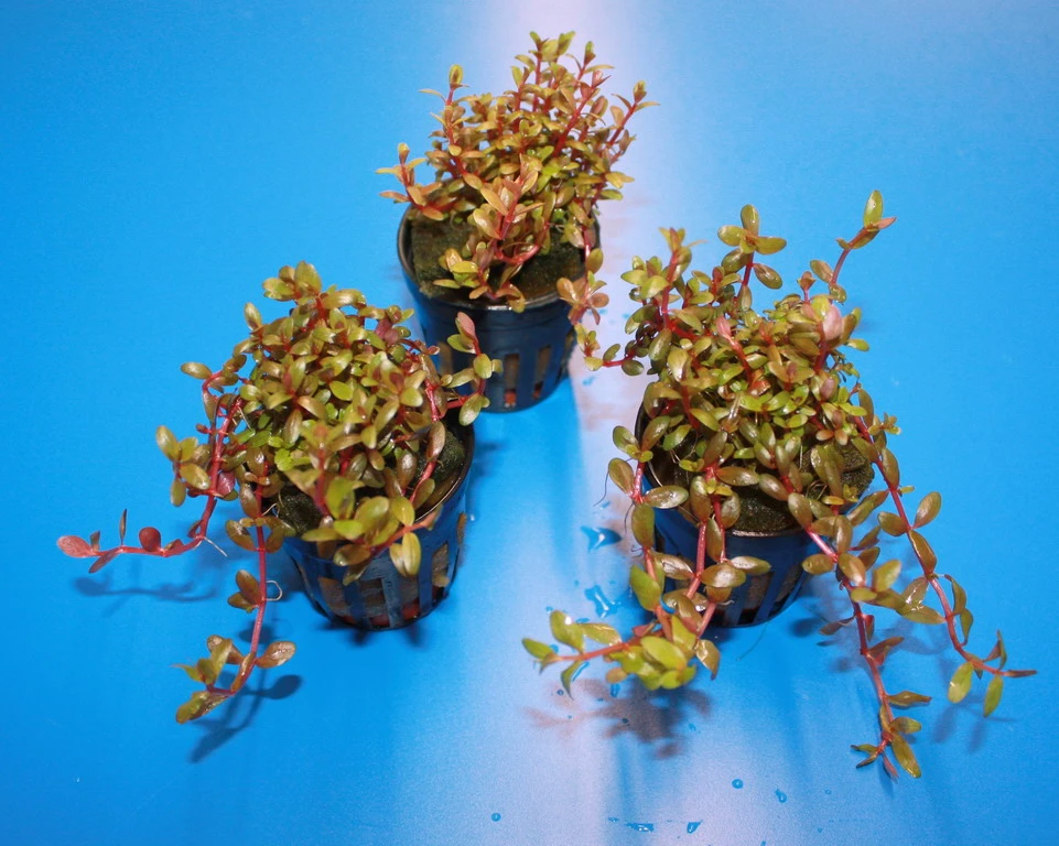 RARITÄT Farbige Rotala / Rotala sp. 'Colorata' RARITÄT Farbige Rotala / Rotala Sp. 'Colorata' -Wfw Wasserflora T306wf 1 2